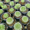 [PACK of 10 PLANTS] x Sempervivum 'Atlanticum'
