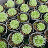[PACK of 10 PLANTS] x Sempervivum 'Atlanticum'