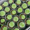 [PACK of 10 PLANTS] x Sempervivum 'Atlanticum'