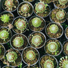 [PACK of 10 PLANTS] x Sempervivum arachnoideum 'Red Cobweb'