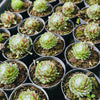 [PACK of 10 PLANTS] x Sempervivum arachnoideum 'Red Cobweb'