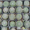 [PACK of 10 PLANTS] x Sempervivum 'Ashes of Roses'