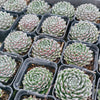 [PACK of 10 PLANTS] x Sempervivum 'Ashes of Roses'