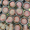 [PACK of 10 PLANTS] x  Sempervivum 'Hairy Grey'