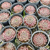 [PACK of 10 PLANTS] x  Sempervivum 'Hairy Grey'