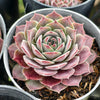 [PACK of 10 PLANTS] x  Sempervivum 'Hairy Grey'