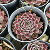 [PACK of 10 PLANTS] x  Sempervivum 'Hairy Grey'