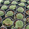 [PACK of 10 PLANTS] x Sempervivum 'Black mini'