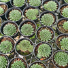 [PACK of 10 PLANTS] x Sempervivum 'Black mini'