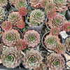 [PACK of 10 PLANTS] x Sempervivum 'VJ10' (NO PUP)