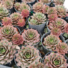 [PACK of 10 PLANTS] x Sempervivum 'VJ10' (NO PUP)