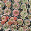 [PACK of 10 PLANTS] x Sempervivum 'VJ10' (NO PUP)