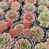 [PACK of 10 PLANTS] x Sempervivum 'VJ10' (NO PUP)