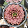[PACK of 10 PLANTS] x Sempervivum 'VJ10' (NO PUP)