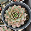 [PACK of 10 PLANTS] x Sempervivum 'VJ10' (NO PUP)