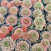 [PACK of 10 PLANTS] x Sempervivum 'VJ10' (NO PUP)