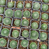 [PACK of 10 PLANTS] x Sempervivum 'Spring Beauty'