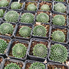 [PACK of 10 PLANTS] x Sempervivum 'Spring Beauty'