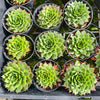 [PACK of 10 PLANTS] x Sempervivum 'Sharon's Pencil' (NO PUP)