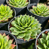 [PACK of 10 PLANTS] x Sempervivum 'Sharon's Pencil' (NO PUP)