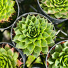 [PACK of 10 PLANTS] x Sempervivum 'Sharon's Pencil' (NO PUP)