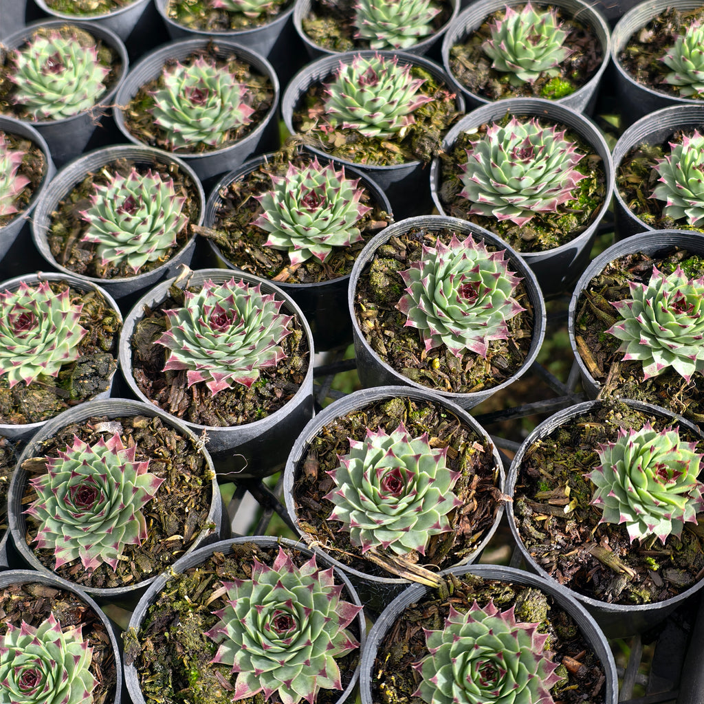 [PACK of 10 PLANTS] x Sempervivum calcareum