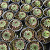[PACK of 10 PLANTS] x Sempervivum calcareum