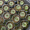 [PACK of 10 PLANTS] x Sempervivum calcareum