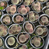 [PACK of 10 PLANTS] x Sempervivum Tristesse (w/1pup)