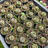 [PACK of 10 PLANTS] x Sempervivum 'Pink Puff'