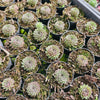 [PACK of 10 PLANTS] x Sempervivum 'Pink Puff'