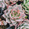 Echeveria Red Dragon
