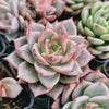 Echeveria Red Dragon