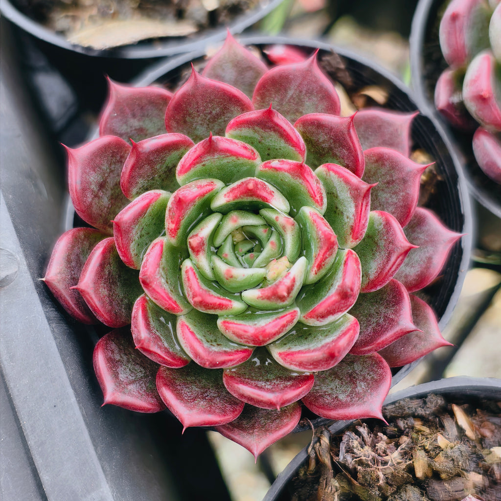 [PACK of 10 PLANTS] x Echeveria Cold Fog
