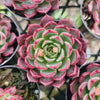 [PACK of 10 PLANTS] x Echeveria Cold Fog