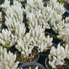 [PACK of 10 PLANTS] x Senecio Haworthii