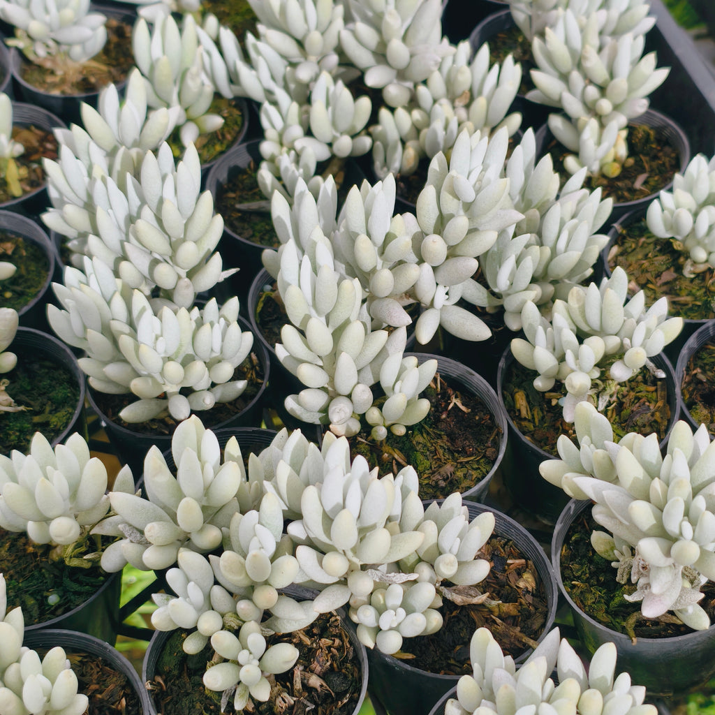 [PACK of 10 PLANTS] x Senecio Haworthii