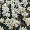 [PACK of 10 PLANTS] x Senecio Haworthii