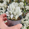 [PACK of 10 PLANTS] x Senecio Haworthii
