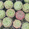 [PACK of 10 PLANTS] x Echeveria 'ROSALIA'