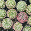 [PACK of 10 PLANTS] x Echeveria 'ROSALIA'