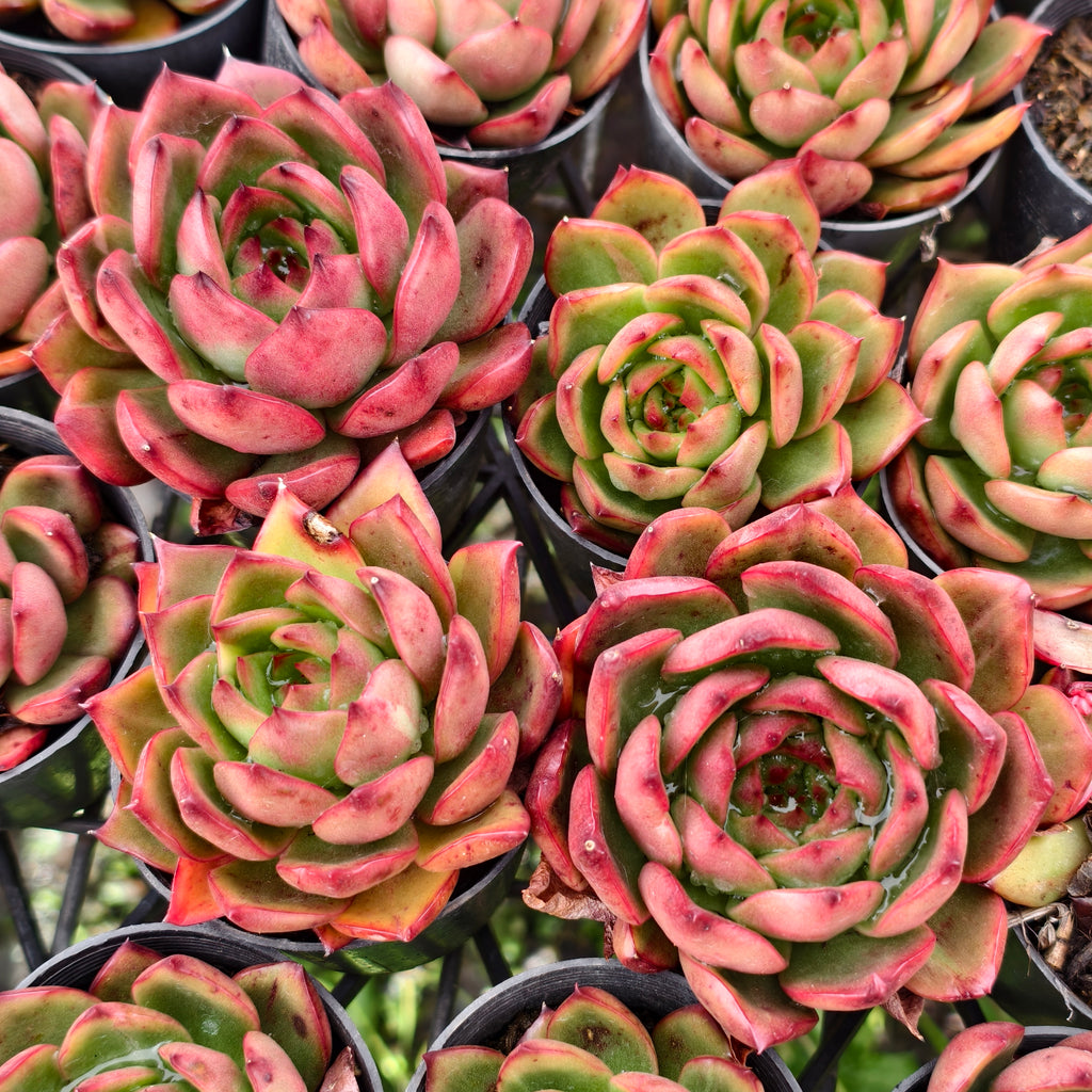 [PACK of 10 PLANTS] x Echeveria Tequila Sunrise
