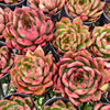 [PACK of 10 PLANTS] x Echeveria Tequila Sunrise