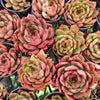 [PACK of 10 PLANTS] x Echeveria Tequila Sunrise