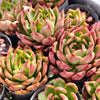 [PACK of 10 PLANTS] x Echeveria Tequila Sunrise