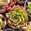 [PACK of 10 PLANTS] x Echeveria Tequila Sunrise