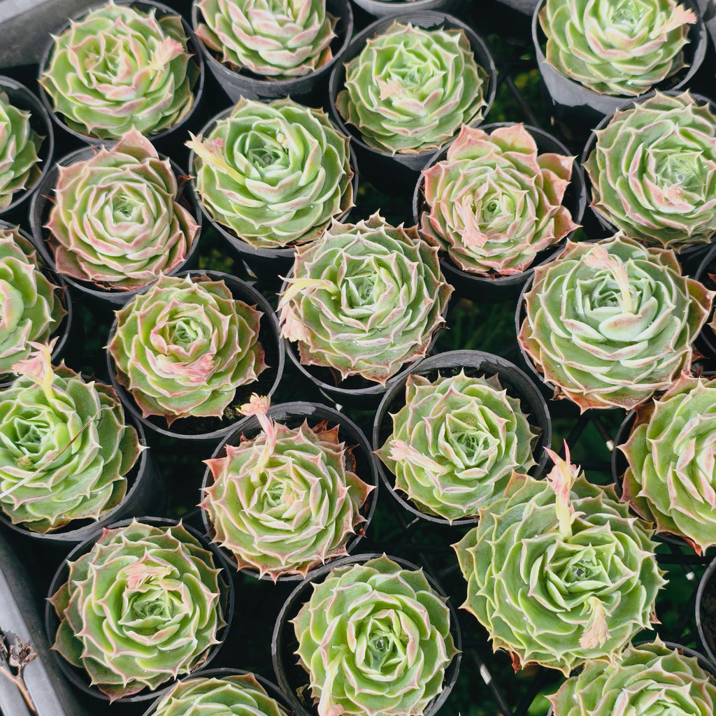 [PACK of 10 PLANTS] x Echeveria simulans 'Laguna Sanchez'