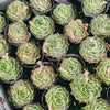 [PACK of 10 PLANTS] x Echeveria simulans 'Laguna Sanchez'