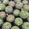 [PACK of 10 PLANTS] x Echeveria simulans 'Laguna Sanchez'