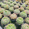 [PACK of 10 PLANTS] x Echeveria simulans 'Laguna Sanchez'